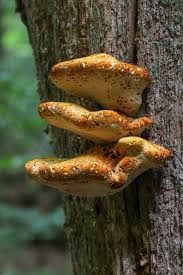 Attēlu rezultāti vaicājumam “Buglossoporus quercinus”