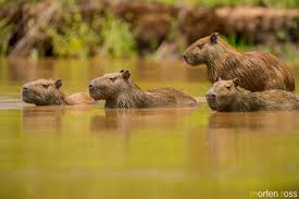 Attēlu rezultāti vaicājumam “Hydrochoerus hydrochaeris”