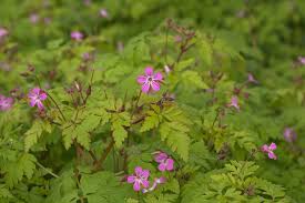 Attēlu rezultāti vaicājumam “Geranium robertianum flower”