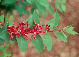 Attēlu rezultāti vaicājumam “Lonicera tatarica flower”