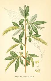 Attēlu rezultāti vaicājumam “Salix x fragilis”