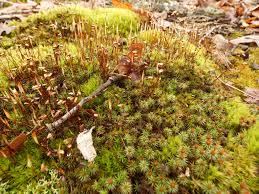Attēlu rezultāti vaicājumam “Polytrichum juniperinum sporophyte”