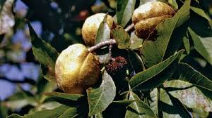 Attēlu rezultāti vaicājumam “Aesculus x hybrida fruit”