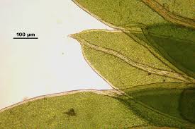 Attēlu rezultāti vaicājumam “Fissidens bryoides sporophyte”