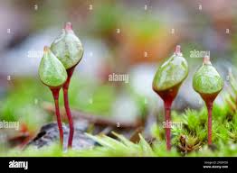 Attēlu rezultāti vaicājumam “Buxbaumia aphylla sporophyte”