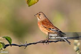 Attēlu rezultāti vaicājumam “Carduelis cannabina”