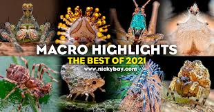 Attēlu rezultāti vaicājumam “Arcyria helvetica macro”