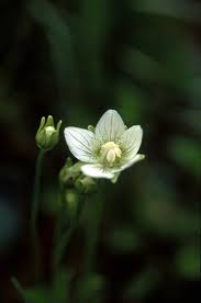 Attēlu rezultāti vaicājumam “Parnassia palustris flower”