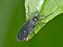 Attēlu rezultāti vaicājumam “Sciaridae”