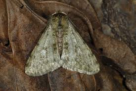 Attēlu rezultāti vaicājumam “Phigalia pilosaria”