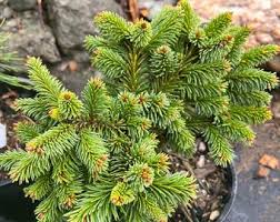 Attēlu rezultāti vaicājumam “Picea abies fo. virgata leaf”