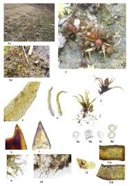 Attēlu rezultāti vaicājumam “Dicranella staphylina cells”