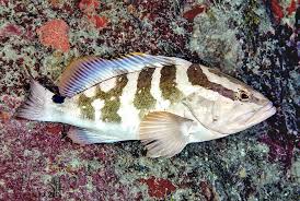 Image result for Epinephelus andersoni
