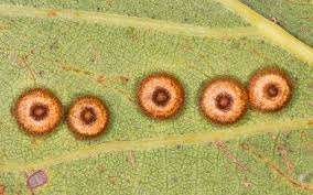 Attēlu rezultāti vaicājumam “Neuroterus albipes”