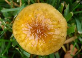 Attēlu rezultāti vaicājumam “Bolbitius vitellinus”