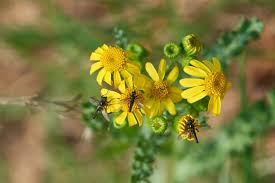 Attēlu rezultāti vaicājumam “Senecio vernalis bud”