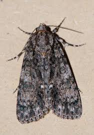 Attēlu rezultāti vaicājumam “Acronicta rumicis”