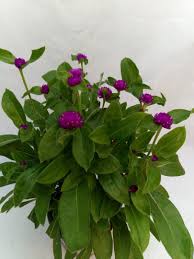 Image result for Kugelamarant