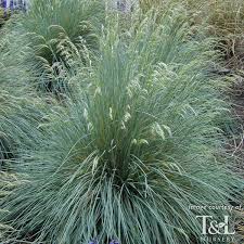 Attēlu rezultāti vaicājumam “Helictotrichon pratense leaf”