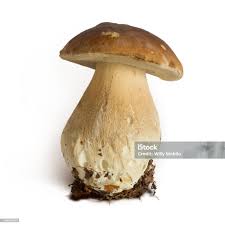 Attēlu rezultāti vaicājumam “Boletus edulis”