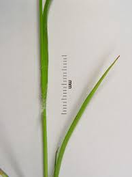 Attēlu rezultāti vaicājumam “Luzula multiflora fruit”