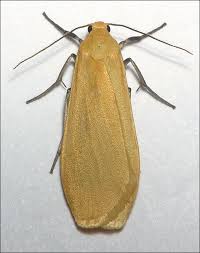 Attēlu rezultāti vaicājumam “Eilema depressa imago”