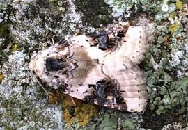 Attēlu rezultāti vaicājumam “Pseudeustrotia candidula”