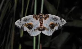 Attēlu rezultāti vaicājumam “Abraxas sylvata larva”