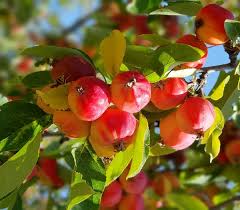 Attēlu rezultāti vaicājumam “Malus prunifolia fruit”