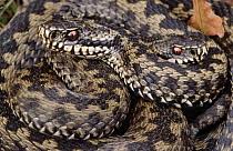 Attēlu rezultāti vaicājumam “Vipera berus adult”