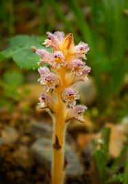 Attēlu rezultāti vaicājumam “Orobanche coerulescens flower”