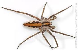 Attēlu rezultāti vaicājumam “Pisaura mirabilis cocoon”