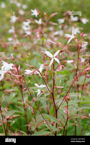 Attēlu rezultāti vaicājumam “Gillenia trifoliata flower”
