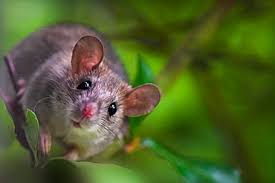 Attēlu rezultāti vaicājumam “Muridae”