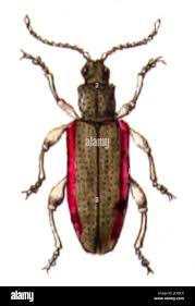 Attēlu rezultāti vaicājumam “Donacia clavipes”