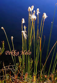 Attēlu rezultāti vaicājumam “Trichophorum alpinum fruit”