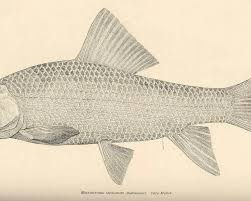 Image result for Moxostoma hubbsi