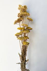 Image result for Achillea filipendulina