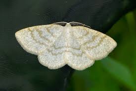 Attēlu rezultāti vaicājumam “Cabera exanthemata male”