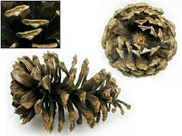 Attēlu rezultāti vaicājumam “Polymerus palustris”