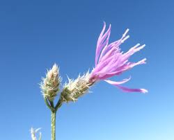 Attēlu rezultāti vaicājumam “Weissia squarrosa”