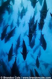 Image result for Thunnus maccoyii