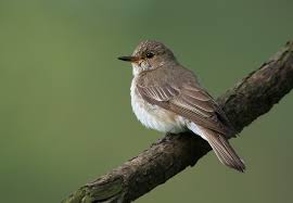 Attēlu rezultāti vaicājumam “Muscicapa striata juvenile”