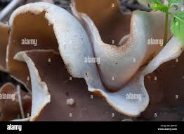 Attēlu rezultāti vaicājumam “Peziza repanda”