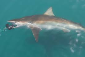 Image result for Carcharhinus brachyurus