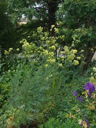Attēlu rezultāti vaicājumam “Thalictrum flavum flower”