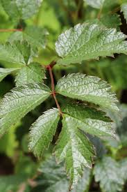 Attēlu rezultāti vaicājumam “Astilbe chinensis leaf”