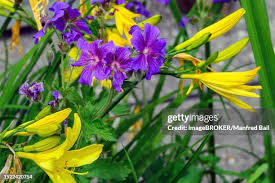 Attēlu rezultāti vaicājumam “Hemerocallis lilioasphodelus”