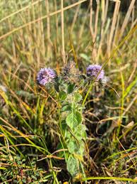 Attēlu rezultāti vaicājumam “Astragalus danicus leaf”