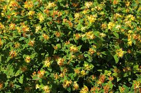 Image result for Johanniskraut